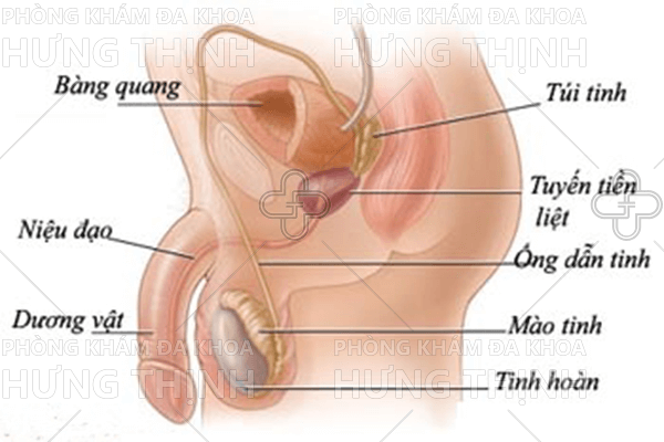 Viêm niệu đạo ở nam giới là gì, triệu chứng, cách chữa