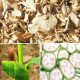 Cách chữa đi tiểu nhiều lần bằng phương pháp dân gian