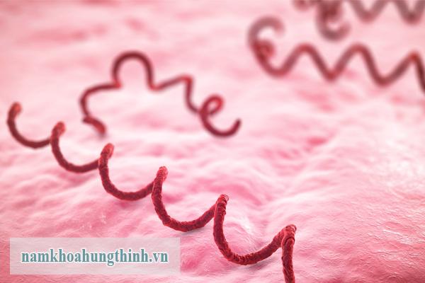 Xoắn khuẩn giang mai treponema pallidum