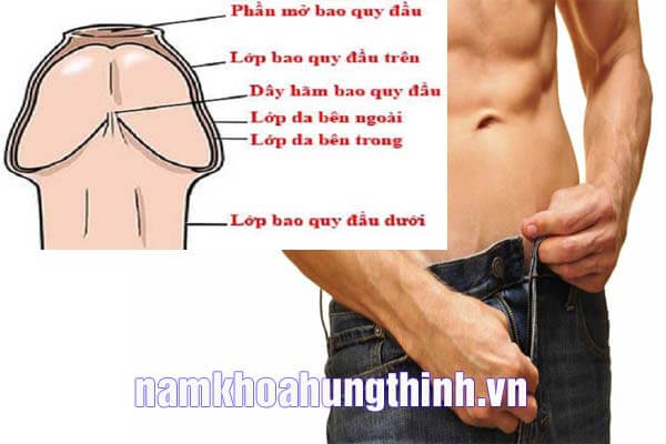 Dây hãm quy đầu là gì